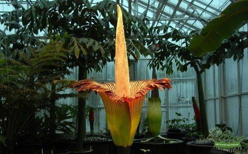 Цветочное Поле