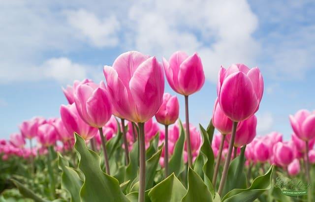 Тюльпан нам всем знаком из детства и олицетворяет свежесть, нежную теплоту весеннего солнца