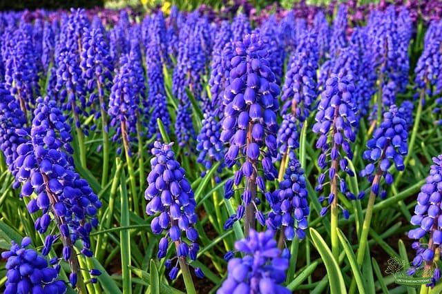 Мускари – краски весны в Вашем саду